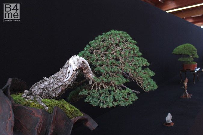 scots pine bonsai